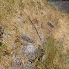 Plants: image 20 Of 208 Thumb